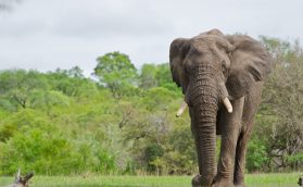 O que os animais selvagens podem nos ensinar em tempos difíceis?