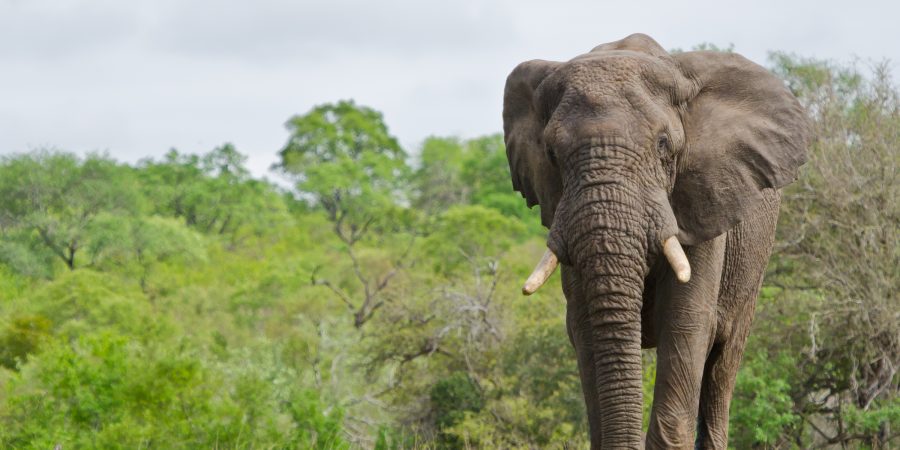 O que os animais selvagens podem nos ensinar em tempos difíceis?