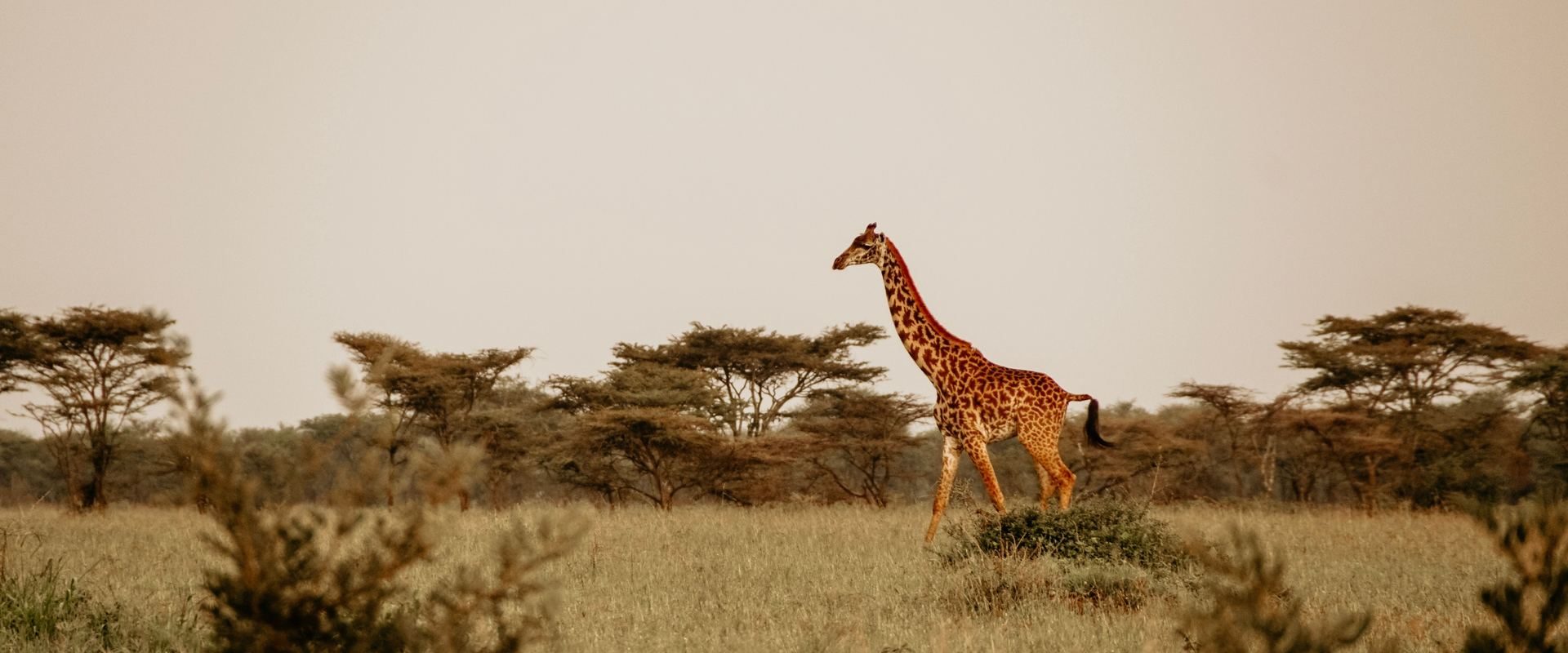 Giraffe on the South African savanna at sunset