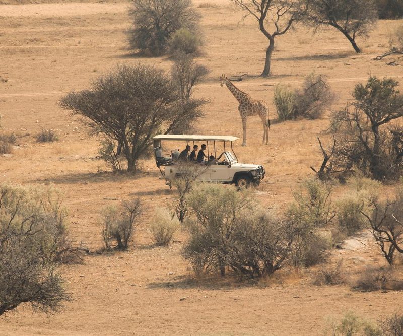 Safari with giraffe and 4x4 vehicle on the African savanna
